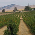 Zinfandel vineyards in the Livermore Valley AVA